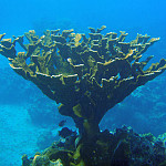 Thumbnail Photo for the Anse Chastanet Gallery.